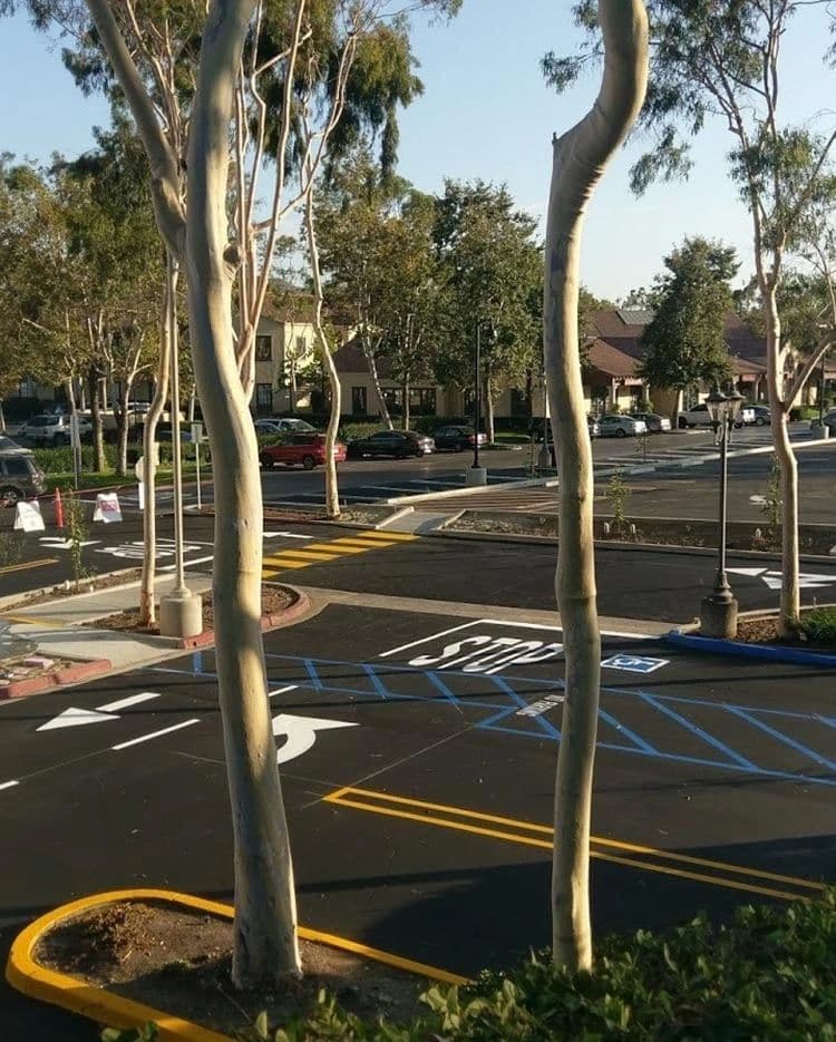 Parking lot with fresh crosswalk striping, directional arrows and accessible stall markings among trees